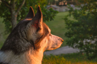 Close-up of dog looking away