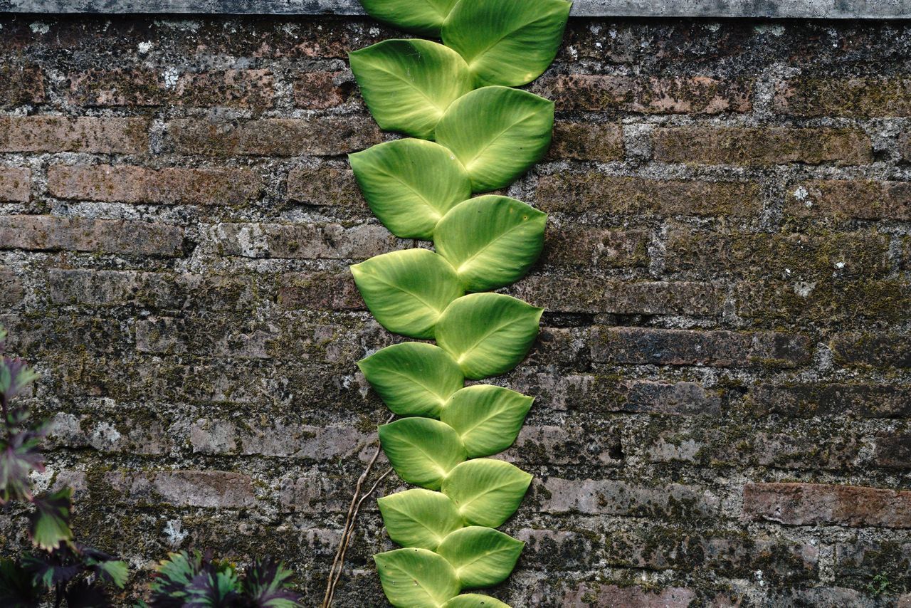 CLOSE-UP OF GREEN WALL