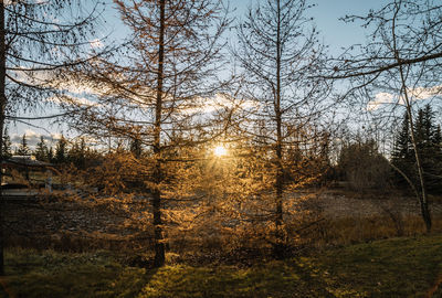 Trees against sky during sunset