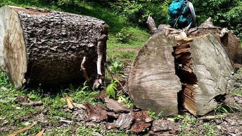 Close-up of stack of tree