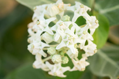 Close-up of white flowering plant