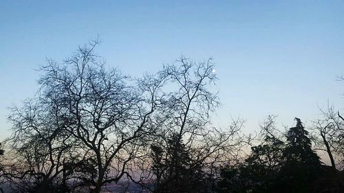 Low angle view of bare trees against blue sky