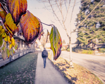 Close-up of autumn leaves on road