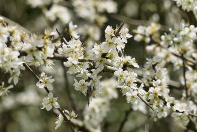 Close-up of white flowering plant