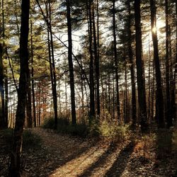 Trees growing in forest