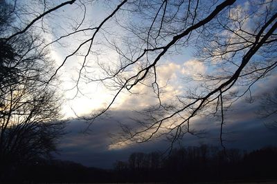 Silhouette of trees against cloudy sky