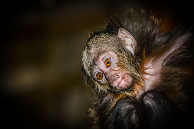 Close-up of monkey looking away