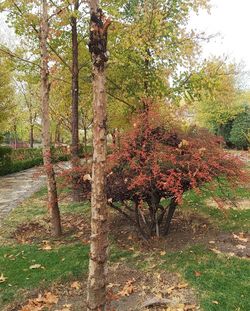 Trees in park during autumn