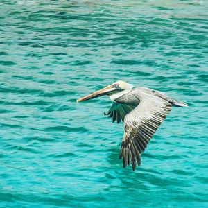 Bird flying over sea