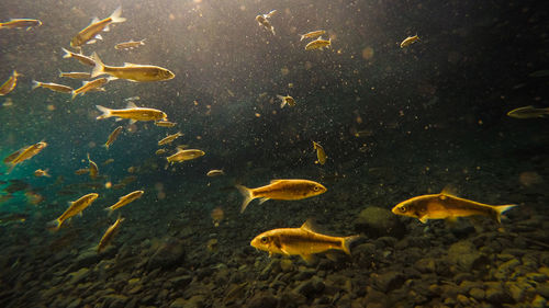 Fish swimming in sea