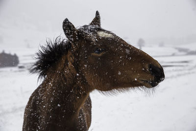 Close-up of horse on snow covered field