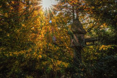 Trees in forest during autumn