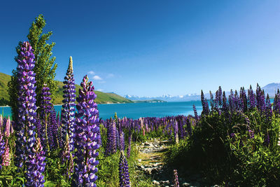 Purple flowering plants against blue sky