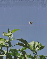 Low angle view of a bird perching on plant