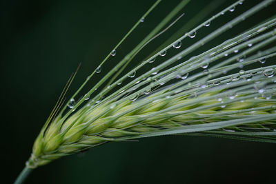 Close-up of wet plant