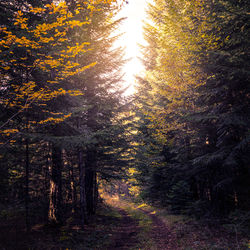 Trees in forest during autumn