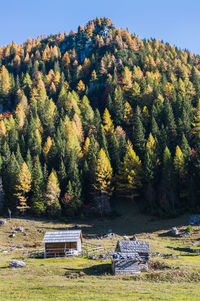 Scenic view of trees on field against sky