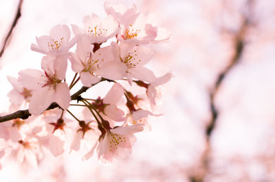Close-up of pink cherry blossoms in spring