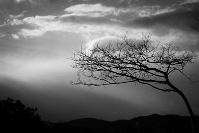 Low angle view of silhouette tree against sky