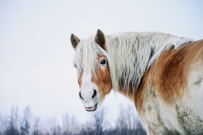 Close-up of horse against sky