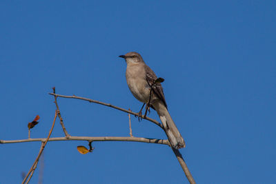 Low angle view of bird perching on branch against blue sky