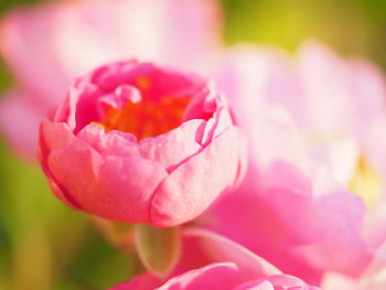 Close-up of pink rose