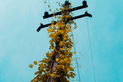 Low angle view of tree against blue sky