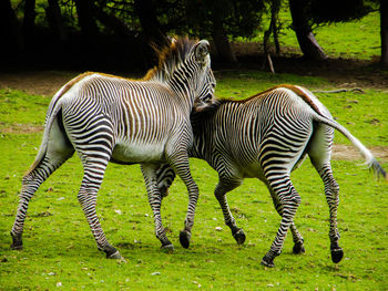 Zebras standing on grass