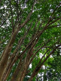 Low angle view of trees in forest