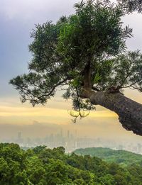 Tree growing on forest against sky during sunset