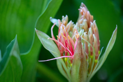 Close-up of flowering plant