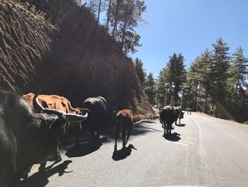 Cows standing by trees against clear sky