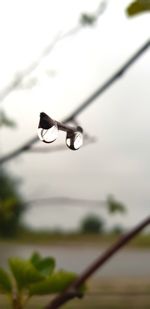 Close-up of raindrops on twig