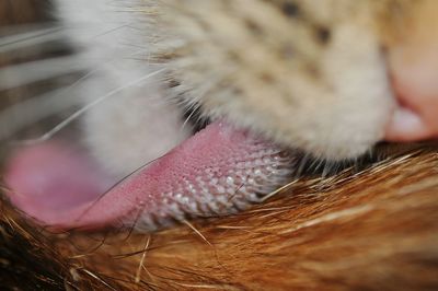 Macro shot of animal tongue