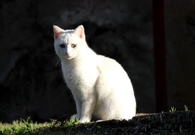 Portrait of white cat sitting outdoors