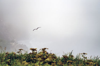 Bird flying over water against clear sky