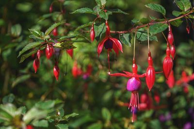 Close-up of red flowering plant