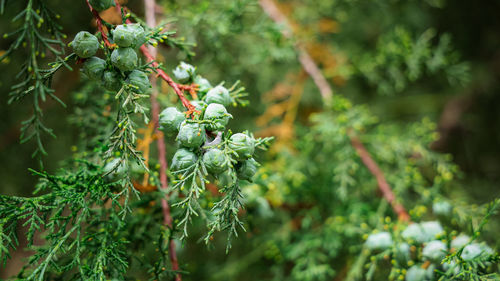 Close-up of fresh green plant