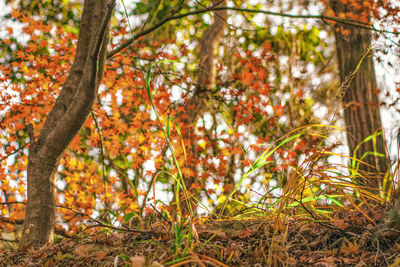 Low angle view of trees during autumn