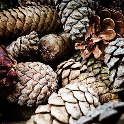 Full frame shot of onions