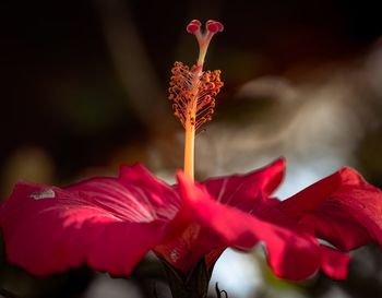 Close-up of red hibiscus flower