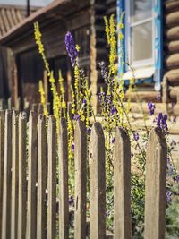 Close-up of purple flowering plants by fence against building