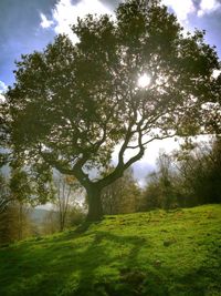 Trees on grassy field