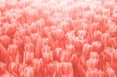 Full frame shot of pink flowering plants