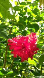 Red hibiscus blooming in park