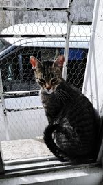 Portrait of cat in cage