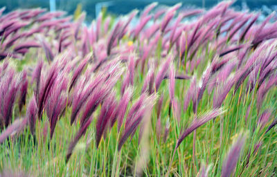 Close-up of purple flowering plants on field