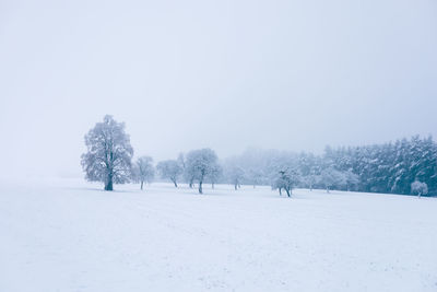 Trees on snow covered field against sky
