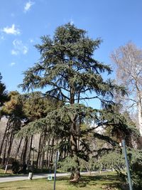 Low angle view of trees against blue sky