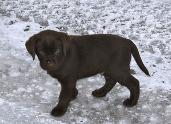 Dog standing on snow covered field